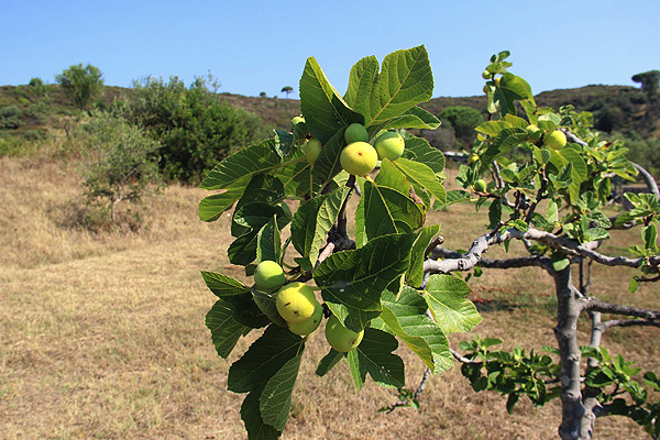 Der Feigenanbau im Cilento​